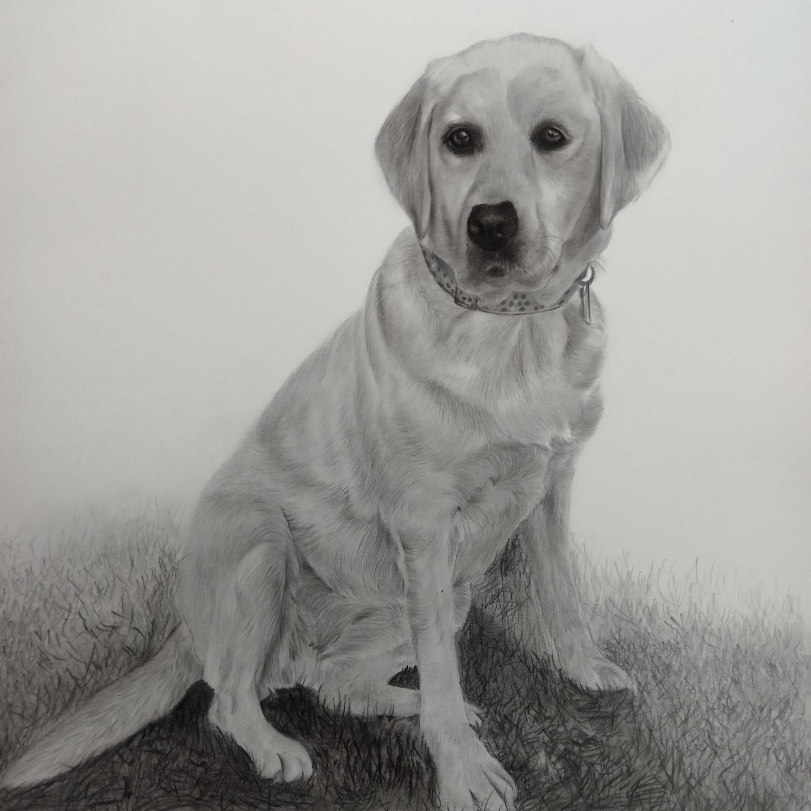 Animal Portrait Sketch